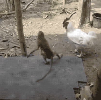 20張活久未見的照片,一隻公雞PK7只火雞,這氣場太霸氣了 20張活久未見的照片,一隻公雞PK7只火雞,這氣場太霸氣了