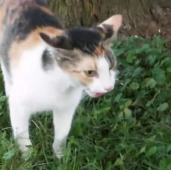 小貓被困樹上下不來,貓媽媽一臉惆悵:為什麼我的孩子下不來? 小貓被困樹上下不來,貓媽媽一臉惆悵:為什麼我的孩子下不來?