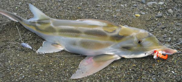 在紐西蘭基督城附近的釣魚點是什麼體驗