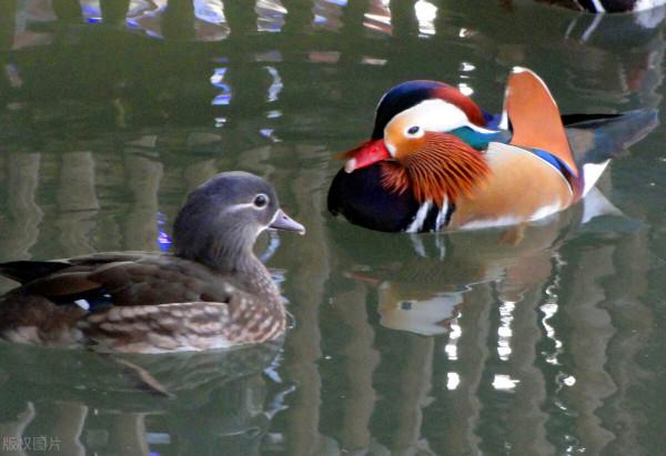 大自然之美——鴛鴦鳥