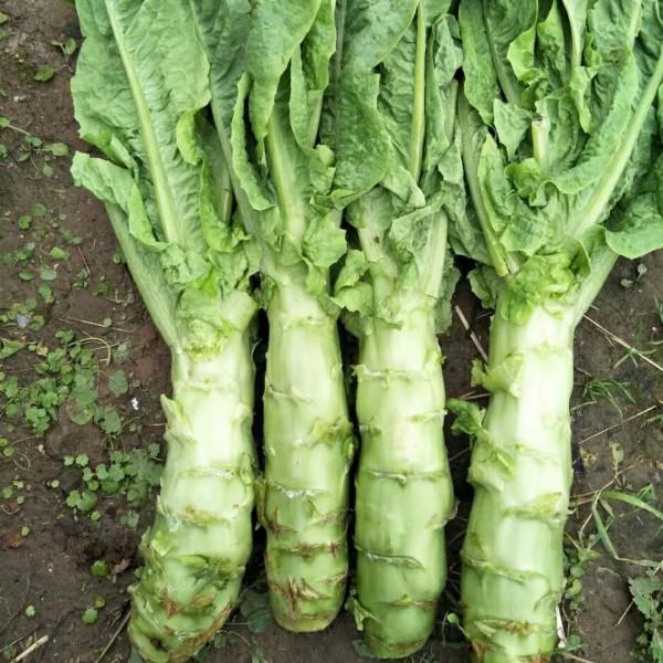 農村10種家常菜,種下去不打藥就有得吃,你家有多少種呢? 農村10種家常菜,種下去不打藥就有得吃,你家有多少種呢?