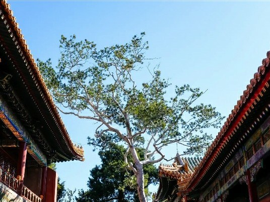 走進大美紫禁城，掀開六百年神秘面紗