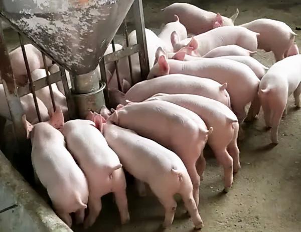 用天兆種豬,他提高了豬場的生產成績 用天兆種豬,他提高了豬場的生產成績