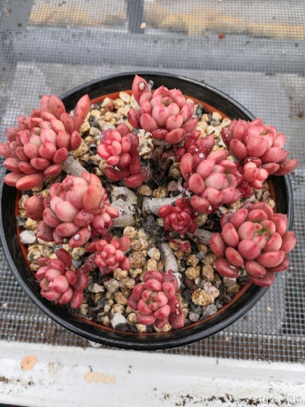 人氣超高的多肉，養過了，才知道為啥迷人