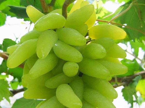 種什麼葡萄，才能掙錢？葡萄品種選擇，決定你賺不賺錢