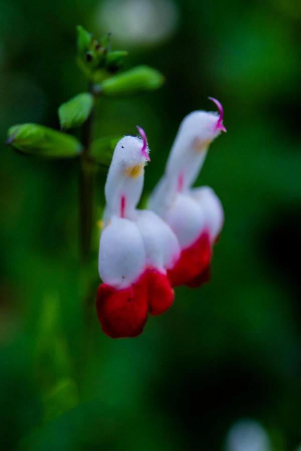 櫻桃鼠尾草～淡淡花香，成雙成對，玲瓏可愛