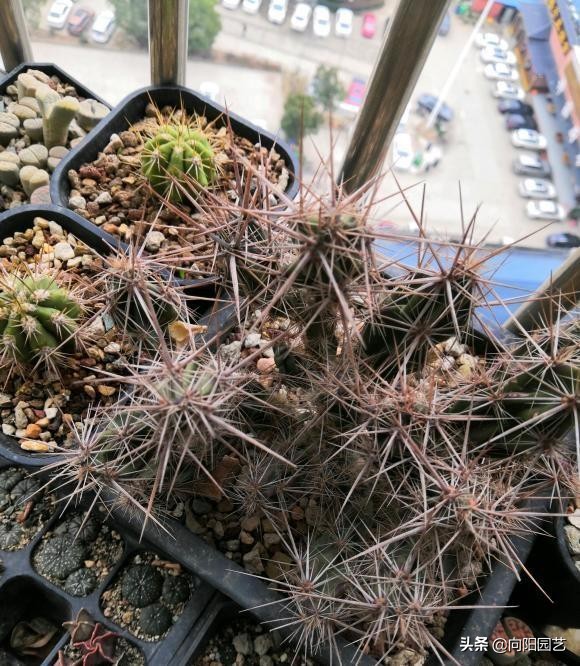 有手就能養的仙人球，路邊抓點土，找個盆就能種，根本死不了