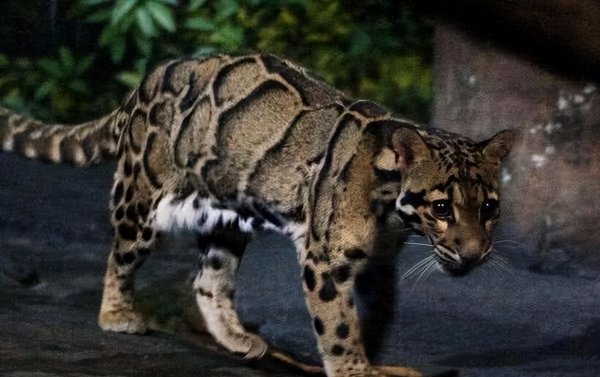 我國永久消失的23種野生動物,僅剩下標本,它們消亡於人類的貪慾 我國永久消失的23種野生動物,僅剩下標本,它們消亡於人類的貪慾