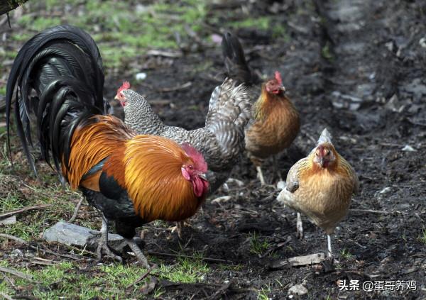 養雞秘訣:老獸醫彙總的紅糖四個經典套餐,養雞人收藏一下吧 養雞秘訣:老獸醫彙總的紅糖四個經典套餐,養雞人收藏一下吧