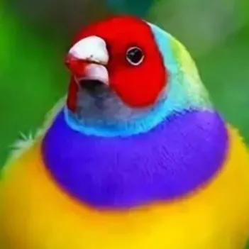 鳥的世界 鳥的天堂