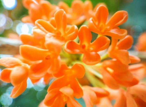 帶你欣賞桂花品種大合集