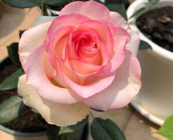 你做得夠多,但植物並不喜歡,3個“經常”要避免 你做得夠多,但植物並不喜歡,3個“經常”要避免