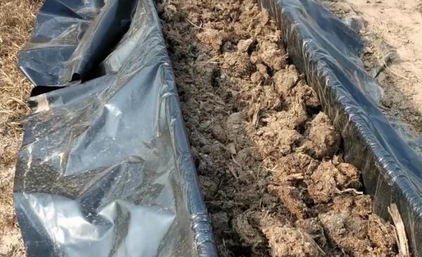 牛糞如何使用效果好?注意2點,價格便宜,不燒苗 牛糞如何使用效果好?注意2點,價格便宜,不燒苗