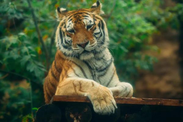 除了“大蟲”“山神爺”,你還能說出幾個老虎的名字? 除了“大蟲”“山神爺”,你還能說出幾個老虎的名字?