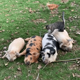 有社交牛逼症的狸花貓，征服了農場所有動物，成為了農場的代言人