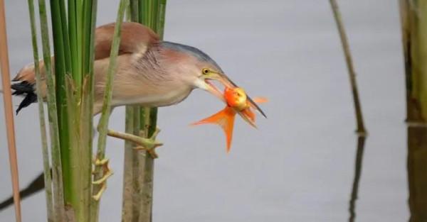“尖叫雞”原型——黃葦鳽:任爾風吹雨打,我自巋然不動 “尖叫雞”原型——黃葦鳽:任爾風吹雨打,我自巋然不動