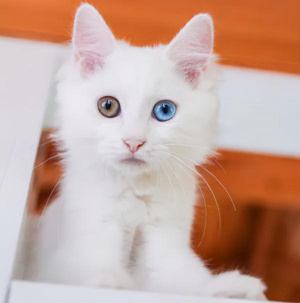 我,馬都督,是不會失寵的 我,馬都督,是不會失寵的