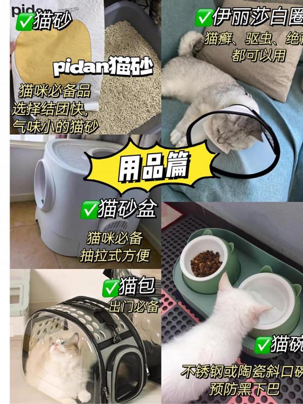 養貓買這些東西，簡直就是浪費