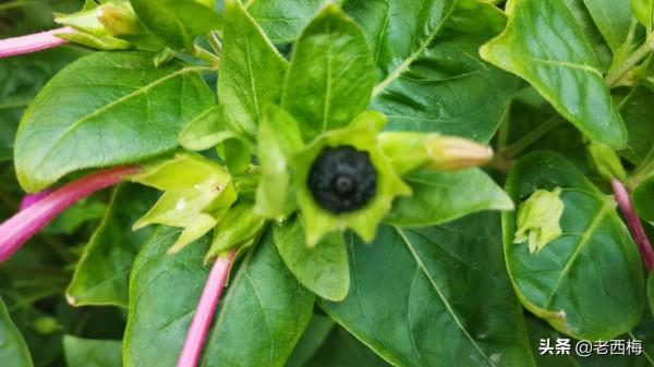 寶寶去幼兒園總生病怎麼辦？