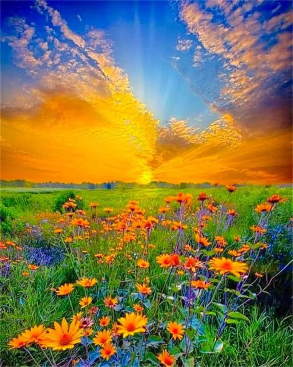 分享：五彩斑斕，千姿百態的花海，視覺盛宴，像仙境一般美麗