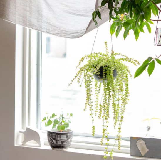 50歲的主婦，收拾出精緻小屋，用滿屋綠植，裝點出詩意棲居