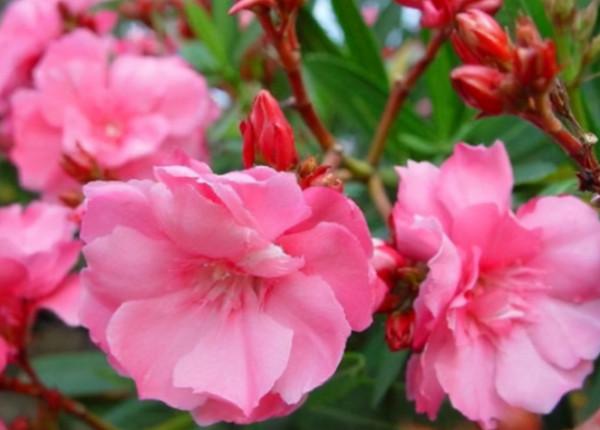 別看花開豔麗,其實“暗藏玄機”,4種“毒花”你知道嗎? 別看花開豔麗,其實“暗藏玄機”,4種“毒花”你知道嗎?