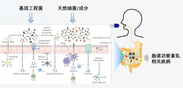跨越世紀的細菌療法再掀浪潮，專家：合成生物學將助其進入新階段