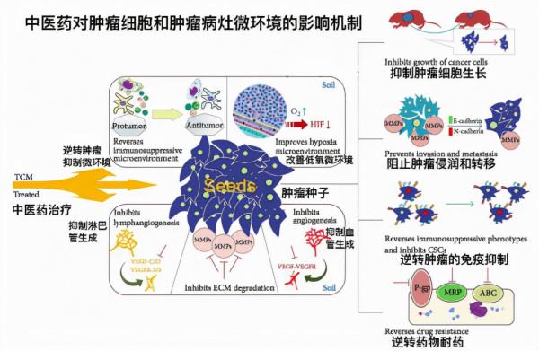 癌症患者可以選擇中醫治療嗎？聽聽專家怎麼回答