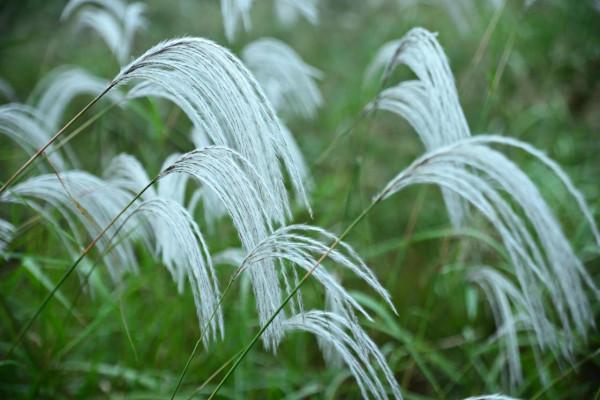 川原秋色靜，蘆葦晚風鳴（之三）