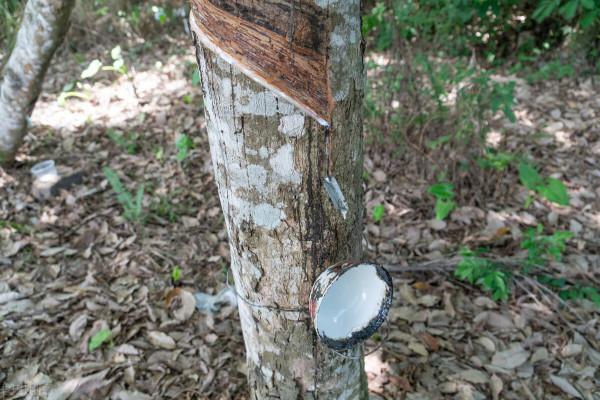 國產與泰國進口天然橡膠價格差持續收縮