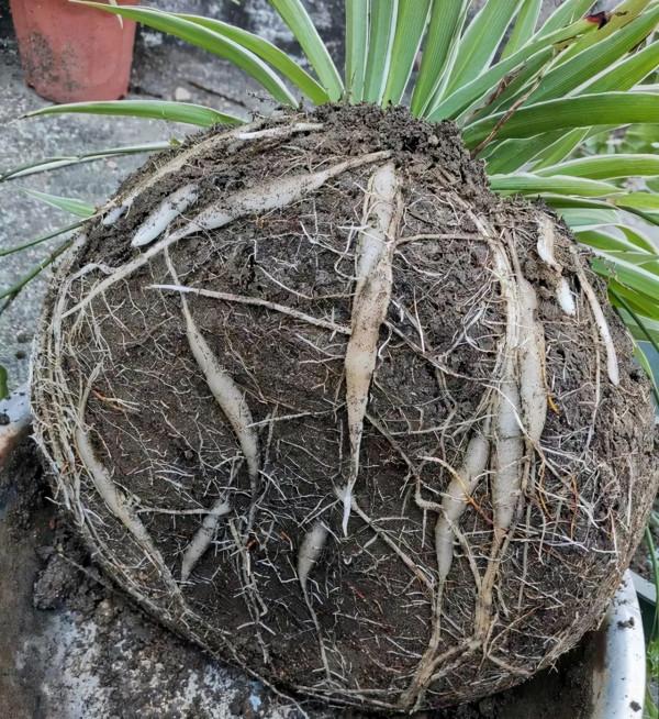 十月養這“6種花”，建議窮養，多曬少管，栽小盆更利於生長