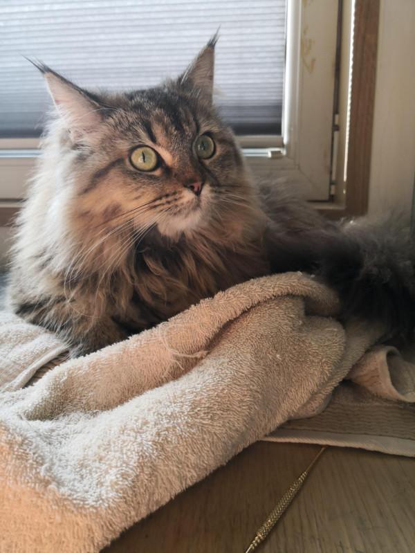 三貓記 2 二胎政策就是好，送我一隻大肥貓