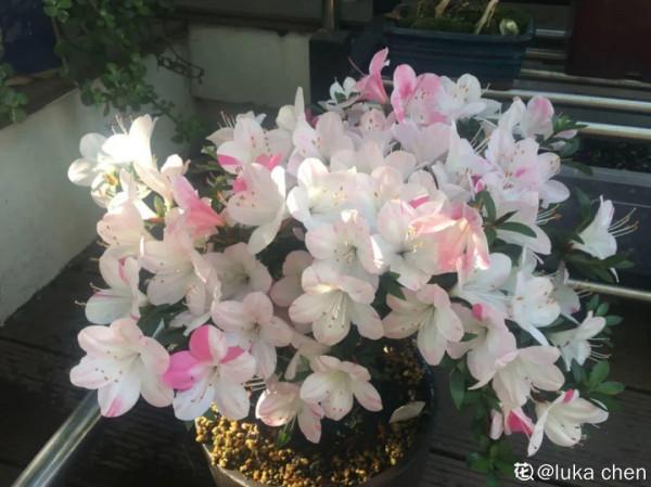 6種花，二月底快扦插，十幾天就生根