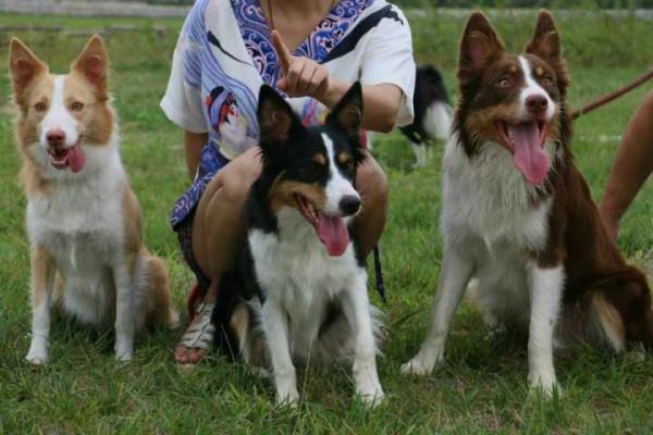 這幾種“大狗”，沒有被禁養，養了不違法