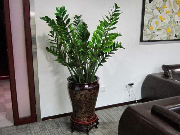 利於健康的吉祥花,建議從這12種裡面選擇,好養大氣有旺宅的寓意 利於健康的吉祥花,建議從這12種裡面選擇,好養大氣有旺宅的寓意