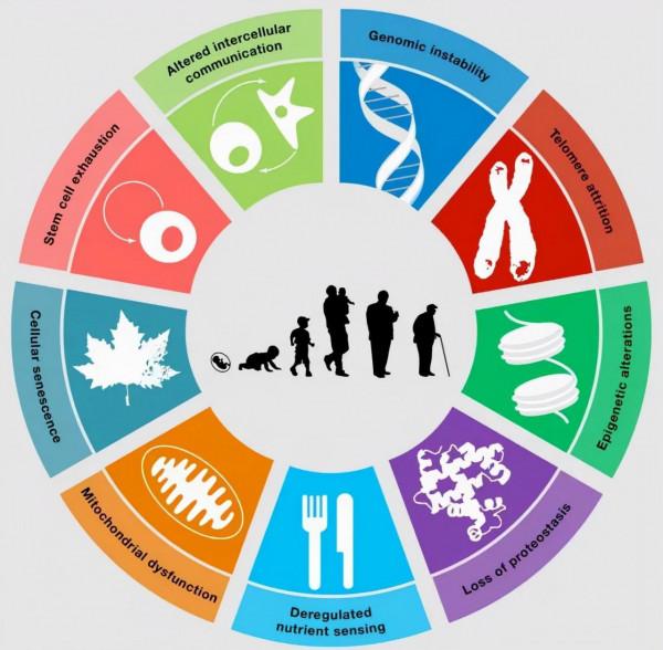 衰老有可能逆轉嗎？