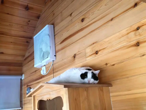 大阿寶：“斜槓青年”歡樂多