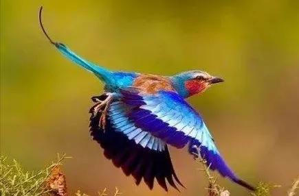 笑看“佛法僧”ll 不過是嘰哩哇啦鳥聲聲