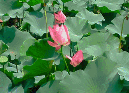 東方文學《觀雨賞荷，風乾露枝留殘香，誰人為此建暖房》