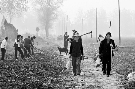 秋天裡的故事:割黃豆 秋天裡的故事:割黃豆