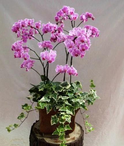 分享——高雅多姿的蝴蝶蘭