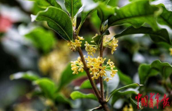 頤和園裡桂花飄香