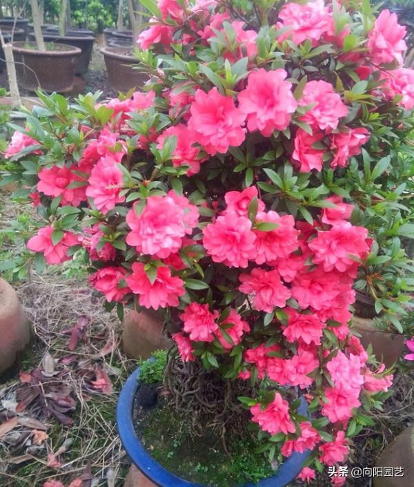 路邊的杜鵑不要買，看似花瓣爆開，實際是反季花，買回家就花謝