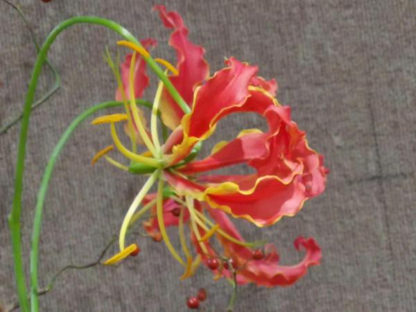 美麗的花，誰知道它的名字？