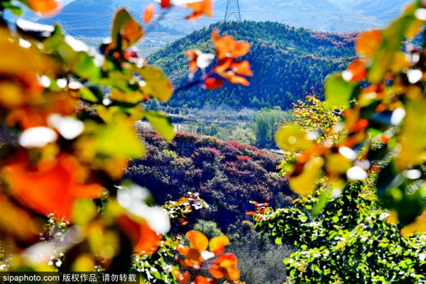 最新實拍!北京這裡紅葉美翻了!關鍵人少還免費,快來打卡 最新實拍!北京這裡紅葉美翻了!關鍵人少還免費,快來打卡
