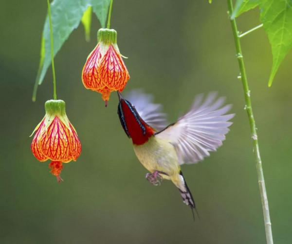 太陽鳥吃燈籠花是真，是假