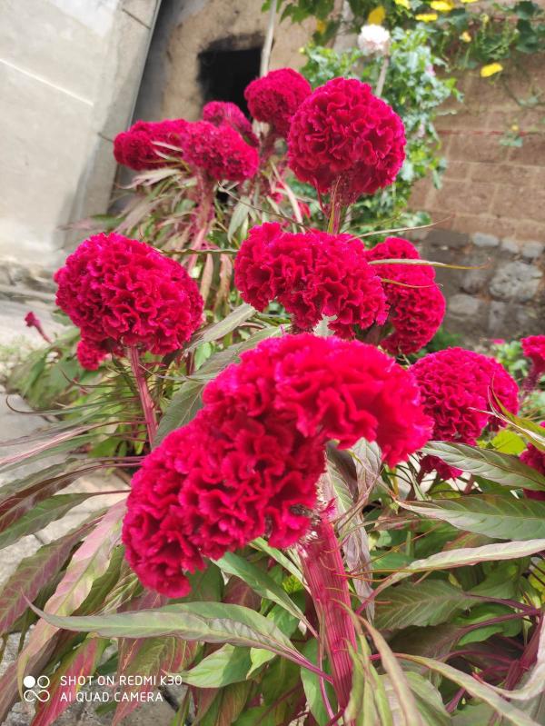 8種花紅得像火,一看就特吉祥,養家裡紅紅火火真喜慶 8種花紅得像火,一看就特吉祥,養家裡紅紅火火真喜慶