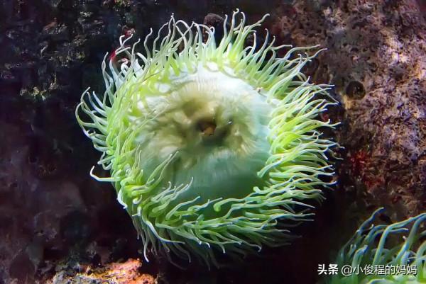 海底的美嬌娘&OpenCurlyDoubleQuote;海葵&rdquo;，舞動的精靈