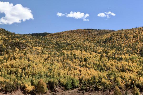 “秋遊到西藏”系列遊記：小牧場裡敘舊緣，最高峰前拍個照