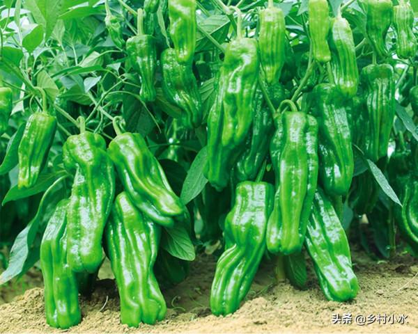 辣椒怎麼種高產？老農教你6個“殺手鐧”，辣椒結滿枝頭